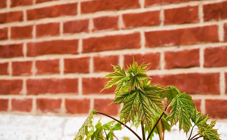 Cannabis et usages modernes