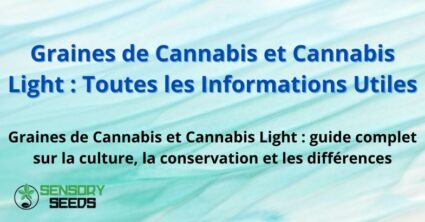 Graines de Cannabis et Cannabis Light : Informations Utiles