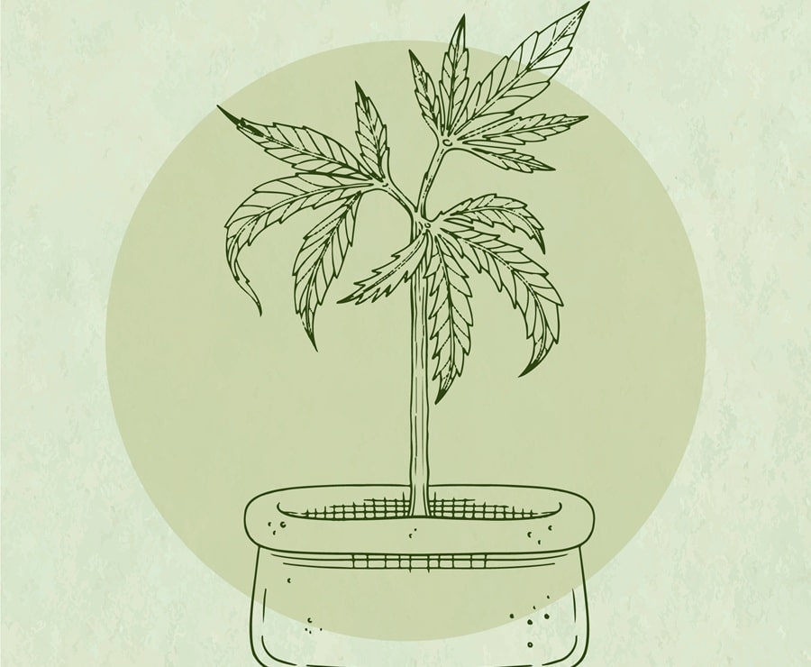 la-plante-de-cannabis Bienfaits de la Plante de Marijuana