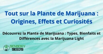 Tout sur la Plante de Marijuana : Origines, Effets et Curiosités