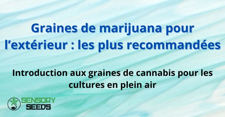Graines de marijuana pour l’extérieur : les plus recommandées