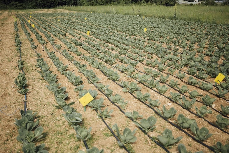 La culture en extérieur : panorama général
