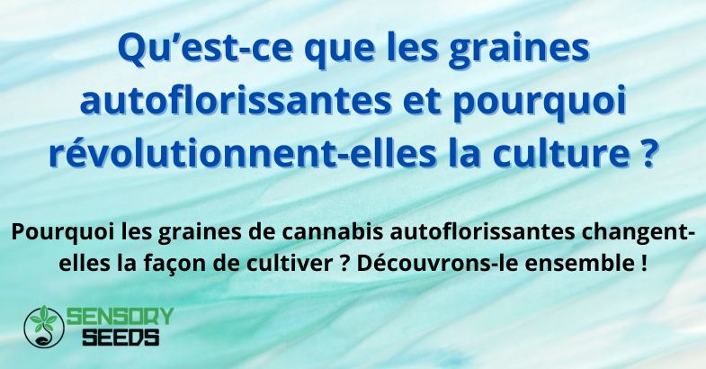 que-est-ce-que-les-graines-autofloraison Qu’est-ce que les graines autoflorissantes et pourquoi révolutionnent-elles la culture ?